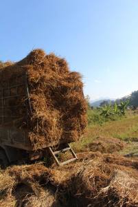Collecting hay for the elephants at the Elephant Nature Park, Thailand