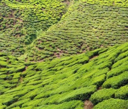 The tea plantations of the Cameron Highlands, Malaysia