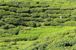 The tea plantations of the Cameron Highlands, Malaysia