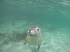 Swimming with sea lions in Australia