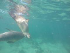 Swimming with sea lions in Australia
